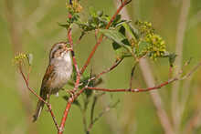 Swamp Sparrow, Melospiza Georgiana, Perched On A Twig