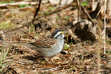 Wall Mural - White-throated Sparrow, Zonotrichia albicollis, resting on the ground