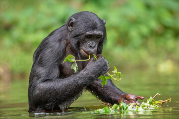 Wall Mural - bonobo eats grass while standing in the water. democratic republic of the congo. africa.