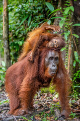 Wall Mural - on a mum`s back. baby orangutan on mother's back. mother orangutan and cub in a natural habitat. bor