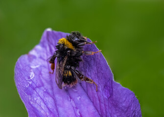 Wall Mural - Wet Bee