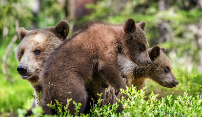 Wall Mural - Brown bears. She-bear and bear-cubs  in the summer forest. Green forest natural background. Scientific name: Ursus arctos.