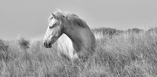 Portrait Of The White Camargue Horse. Black And White Photo. Provance, France