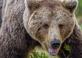 Poster - Big Adult Male of Brown bear.  Front view, close up.  Scientific name: Ursus arctos. Summer forest. Natural habitat.