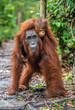 On a mum`s back. Baby orangutan on mother's back. Mother orangutan and cub in a natural habitat. Bornean orangutan (Pongo  pygmaeus wurmbii) in the wild nature. Rainforest of Island Borneo. Indonesia