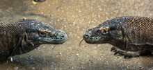 The Komodo Dragons. Face To Face.  Side View, Close Up, Double Portrait. Scientific Name: Varanus Komodoensis. Natural Habitat. Indonesia.