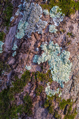 Wall Mural - lichen on tree