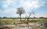 Fototapeta Las - Four male lions, Panthera leo, stand and sit around a waterhole