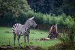 Zebra im Opelzoo