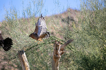 A Red Shouldered Hawk Taking Flight Chasing a Crow showing the Beautiful and Powerful wings and Feather Structures