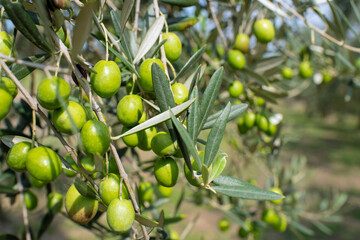 Wall Mural - Close up of olive branch on farm, selective focus　香川県・小豆島のオリーブ農園