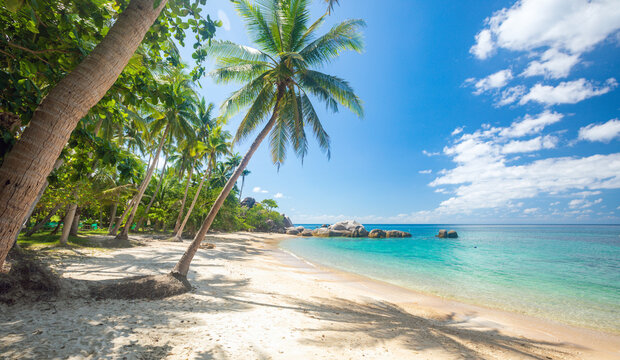 Fototapete - tropical beach with coconut palm tree
