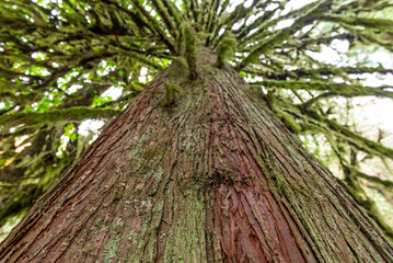 Wall Mural - Red cedar tree in tropical rainforest, MacMillan Provincial Park, Vancouver Island, Canada. Focus on foreground.