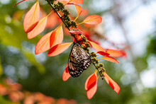 Paper Kite Butterfly On Orange Leaves