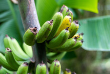 Wild Bananas Hanging From A Bananatree In The Azores
