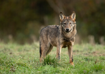 Wall Mural - Grey wolf ( Canis lupus ) close up