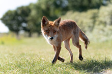 Young Red Fox, The Largest Of The True Foxes, Walking In A Dune Area Near Amsterdam
