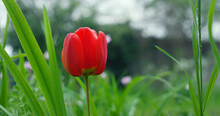 Beautiful Tulip Growing In Summer Garden. Red Flower Blooming In Green Grass.