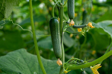 Green Cucumbers Hanging On Lianas Of Cucumber Plants In Green House