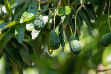 Wall Mural - Green ripe avocados fruits hanging on avocado trees plantation