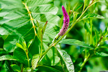 Wall Mural - Close up of Celosia Spicata flower