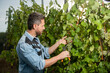oenologist cutting grapevine with garden scissors, vineyard