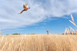 An adult male (upland game) pheasant hunter shooting at a flying (ring-necked)  pheasant.