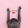 Happy Valentines Day greeting card. Cat kitten kitty holding letters love.Flat design. Love card.