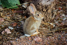 Cottontail Rabbit On The Ground In A Garden