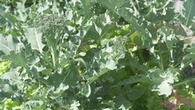 Closeup Of A Mature Broccoli Or Brassica Oleracea Plant In The Field Ready For Harvesting. The Sun Is Low And The Leaves With The Veins Are A Little Translucent.