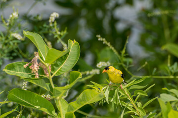 Wall Mural - A beautiful male American Goldfinch perched on a plant stem.