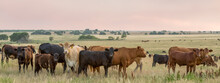 Herd Of Cow And Calf Pairs On Pasture On The Beef Cattle Ranch, At Sunset, Just Before Hot Fence Weaning Occurred