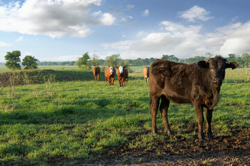 Poster - Cattle stockers on pasture on the beef cattle ranch