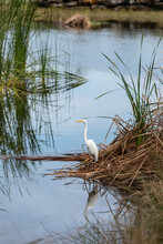 Great White Egret Bird Casmerodius Albus Wades Through A Marsh