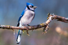 Blue Jay Perched On A Branch