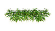 © safri - Isometric vines plant 3d rendering