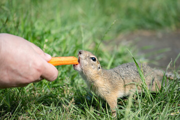 Wall Mural - cute beautiful little gopher funny eating a carrot from a man's hand