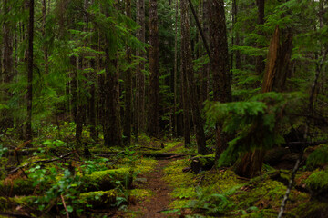 Path through a dark mossy forest woods