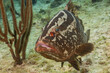 A Nassau grouper poses for the camera. This edible fish is an endangered species and therefore protected in the Cayman Islands where this photo was taken
