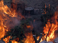 Orange Flame Of Campfire.Siberia. Altay Region, Russia