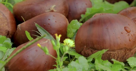 Wall Mural - Autumn delicacy, chestnuts fall in the green grass