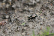 Caterpillar-hunter Calosoma inquisitor walking on ground in a deciduous forest