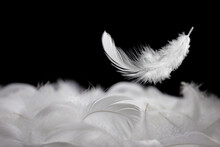 Down Feathers. Soft White Fluffly Feathers Falling In The Air. Floating Feather. Swan Feather On Black Background. 