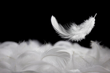 Wall Mural - down feathers. soft white fluffly feathers falling in the air. floating feather. swan feather on bla