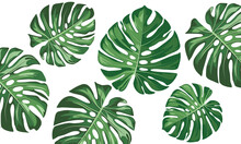 Pattern Of Monstera Big Leaves. Modern Bright Summer Print Design From Thickets Of Tropical Leaves.