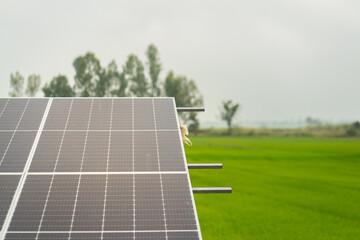  Solar cell panel with agriculture rice field and nature environment as blurred background. Clean energy with nature technology concept photo. Partial focus on the solar cell surface.