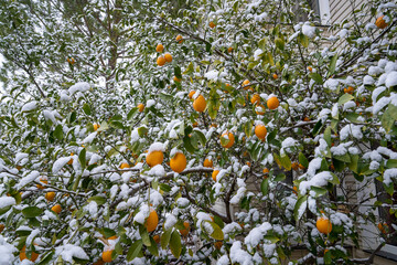 Wall Mural - Kumquat tree (cumquats, kumquat, Fortunella margarita) in the snow-covered garden in winter. Citrus, Oval fruits and snowy leaves on kumquat tree.