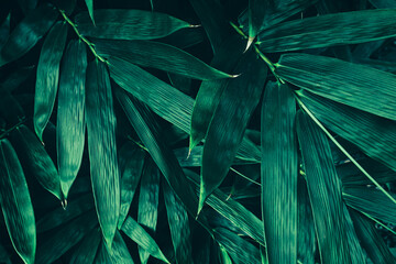 bamboo leaves, dark green nature background