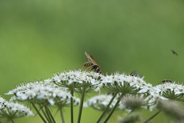 Wall Mural - bee on a flower