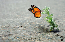 Colorful Monarch Butterfly On Green Grass Growing In A Crack In The Pavement. A Crack In The Asphalt. Grass Wormwood Growing In A Crack On The Road. Copy Space